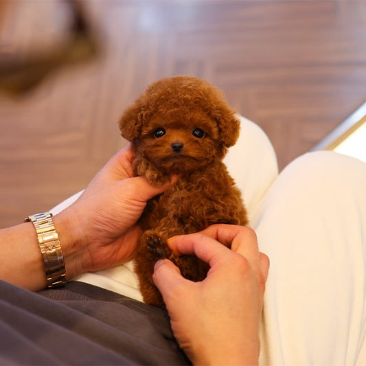 Poodle - Jina (Female)