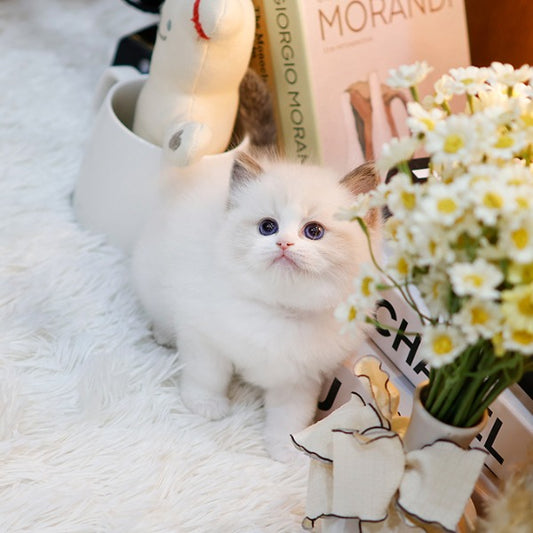 Ragdoll - Rubi (Female)