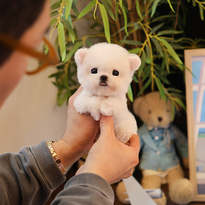 Bichon Frise - Kkorong (Male) $4000