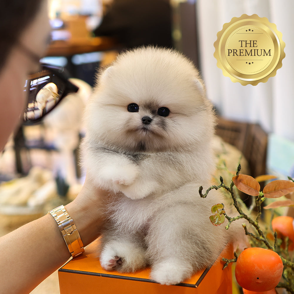 Pomeranian - Ppuni (Female) $5200