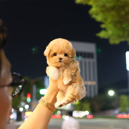 Maltipoo - Allok (Female) $2300