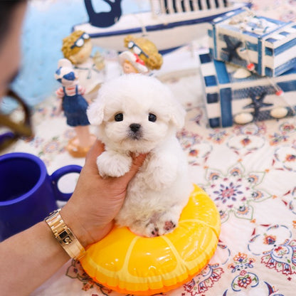Bichon frise - Nova (Male)