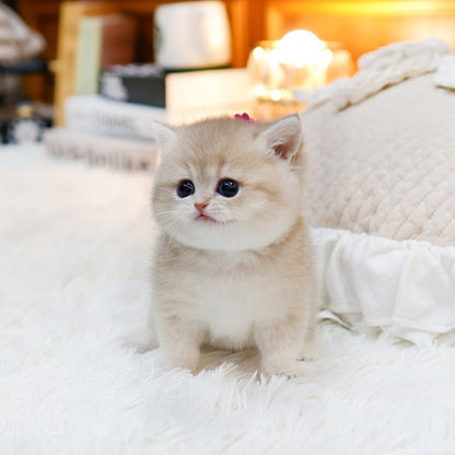 British Shorthair - Mello (Female)