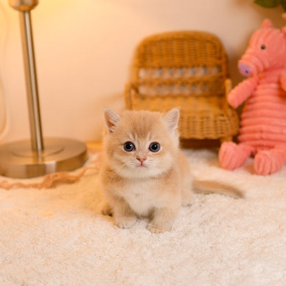Munchkin - Moomoo (Male)
