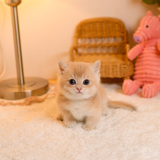 Munchkin - Moomoo (Male)