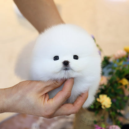 Pomeranian - Saeu (Male)