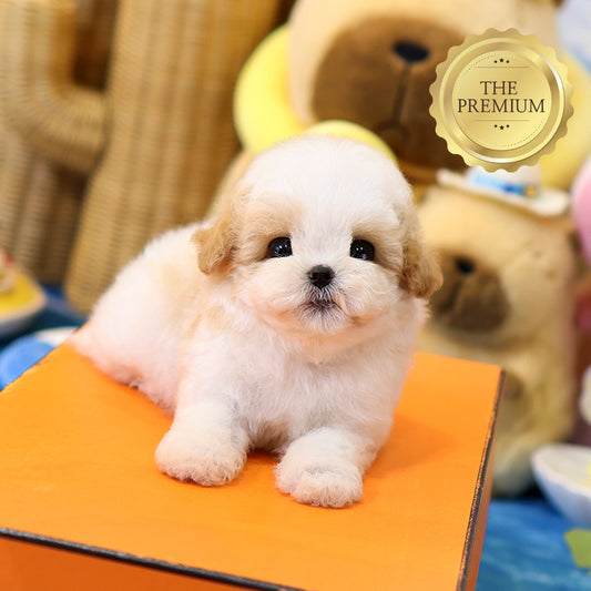 Maltipoo - Sarang (Male) $4400
