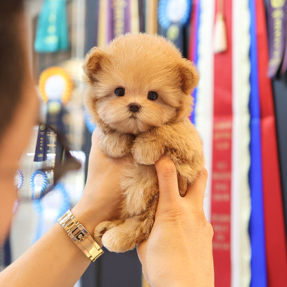 Maltipoo - Mimi (Female) $2300