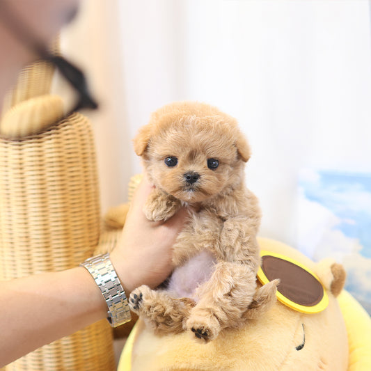 Maltipoo - Kkuang (Female)