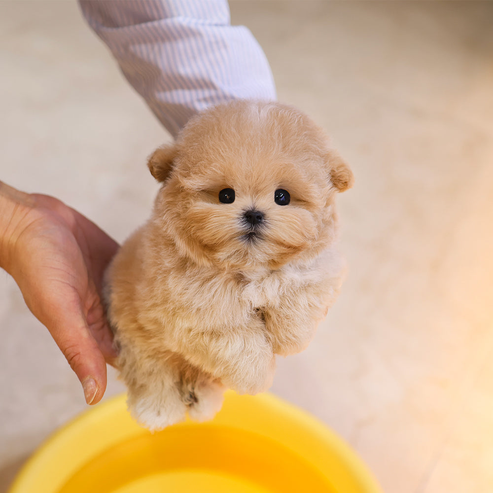 Poodle - Sogeum (Male) $5200