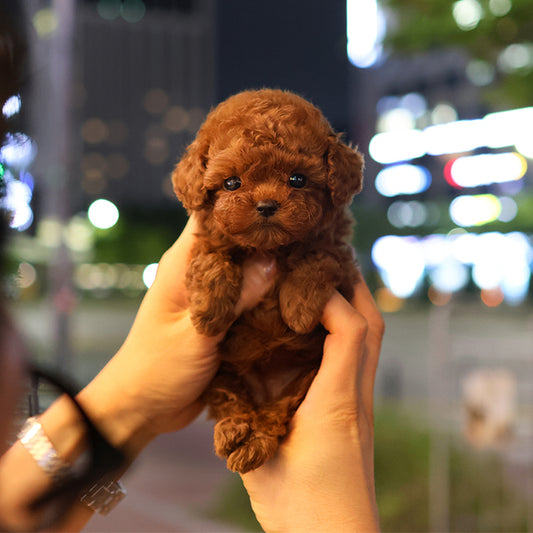 Poodle - Danggo (Female)