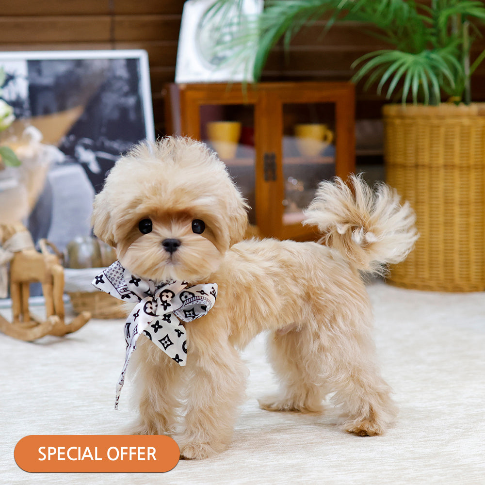 Maltipoo - Gwangsu (Male) $2000