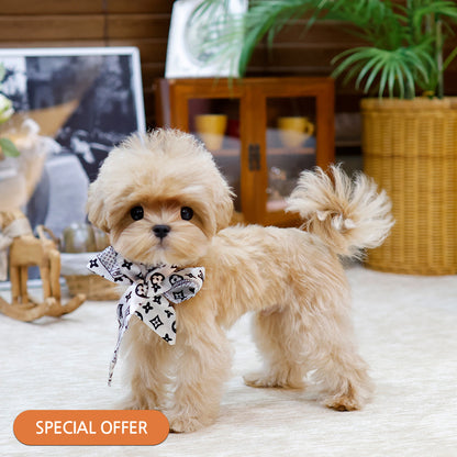 Maltipoo - Gwangsu (Male) $2000