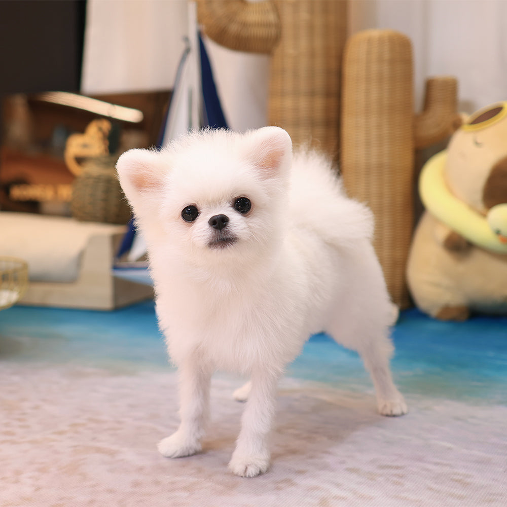 Pomeranian - Ssalbong (Male) $2000