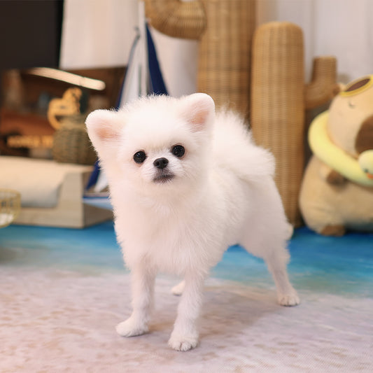 Pomeranian - Ssalbong (Male) $2000