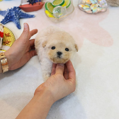 Poodle - Gamja (Female)
