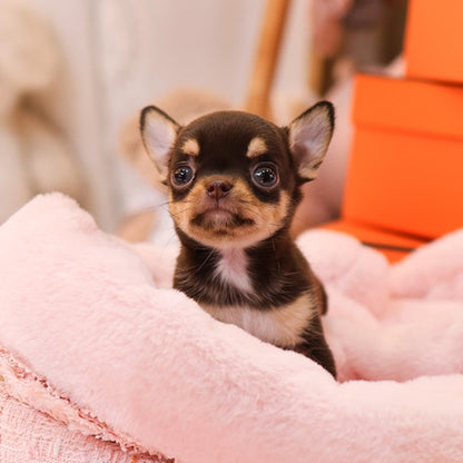 Chihuahua - Menche (Female)