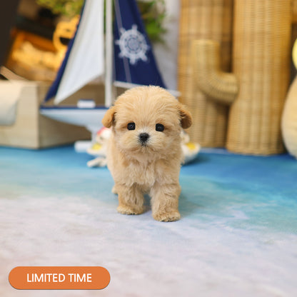 Maltipoo - Joppong (Male) $3400