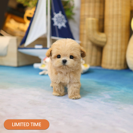 Maltipoo - Joppong (Male) $3400