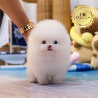 Pomeranian - Reon (Male) $4200