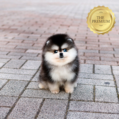 Pomsky - Ppoing (Male) $5700