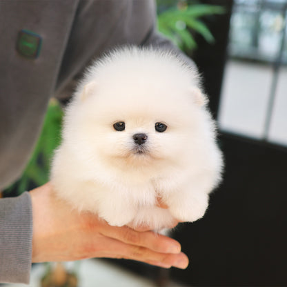 Pomeranian - Ara (Female) $2800