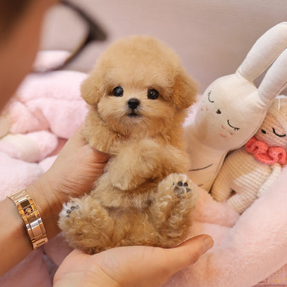 Poodle - Mio (Female) $4300