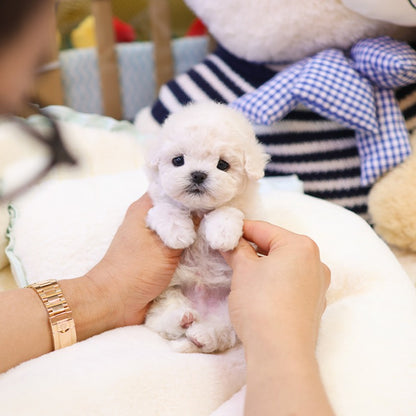 Bichonfrise - Hachi (Male)