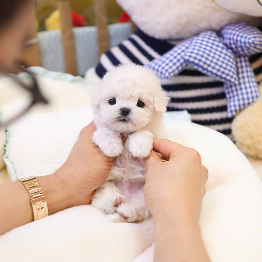 Bichonfrise - Hachi (Male)