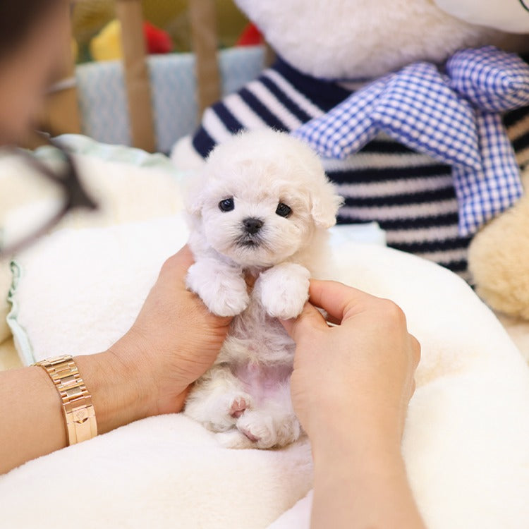 Teacup Bichon Frise male puppy available at Cute Ptiga