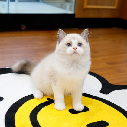 Ragdoll - Gomdol (Male)