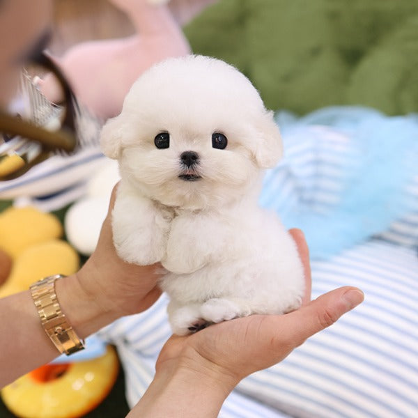 Teacup Bichon Frise female puppy available at Cute Ptiga