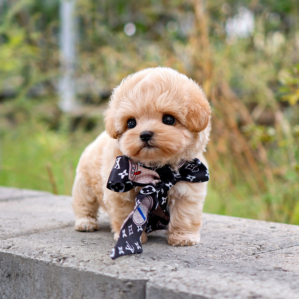 Maltipoo - Gongju (Female) $3200
