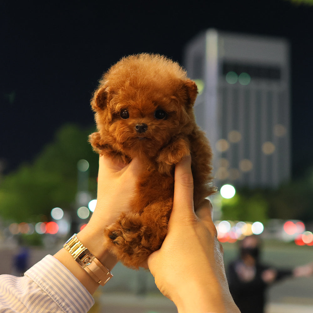 Poodle - Kinny (Female) $5700