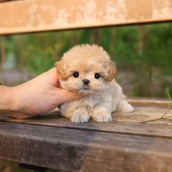 Maltipoo - Buddy (Female)