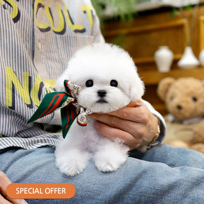 Bichon Frise - Yeongja (Female) $2800