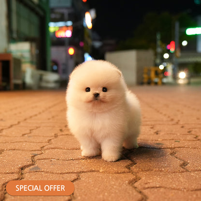 Pomeranian - Pposong (Male) $2400