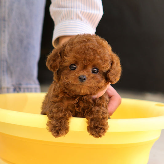 Poodle - Osam (Male) $3500