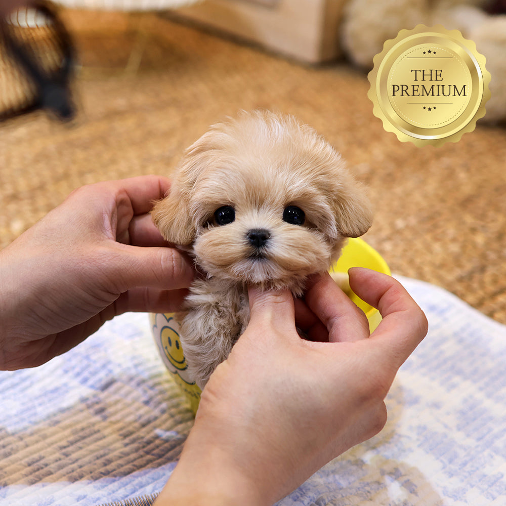 Maltipoo  - Daeum  (Female) $5000