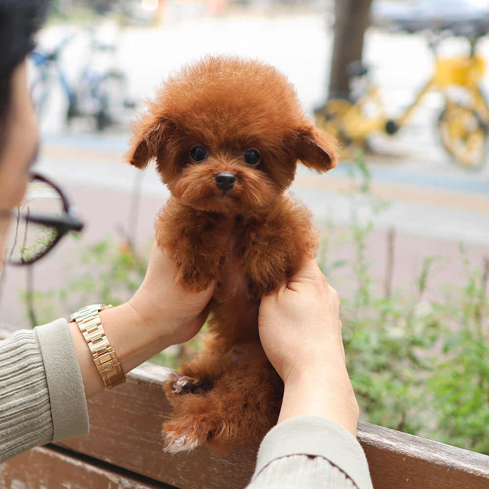Poodle - Ollie (Male) $2200