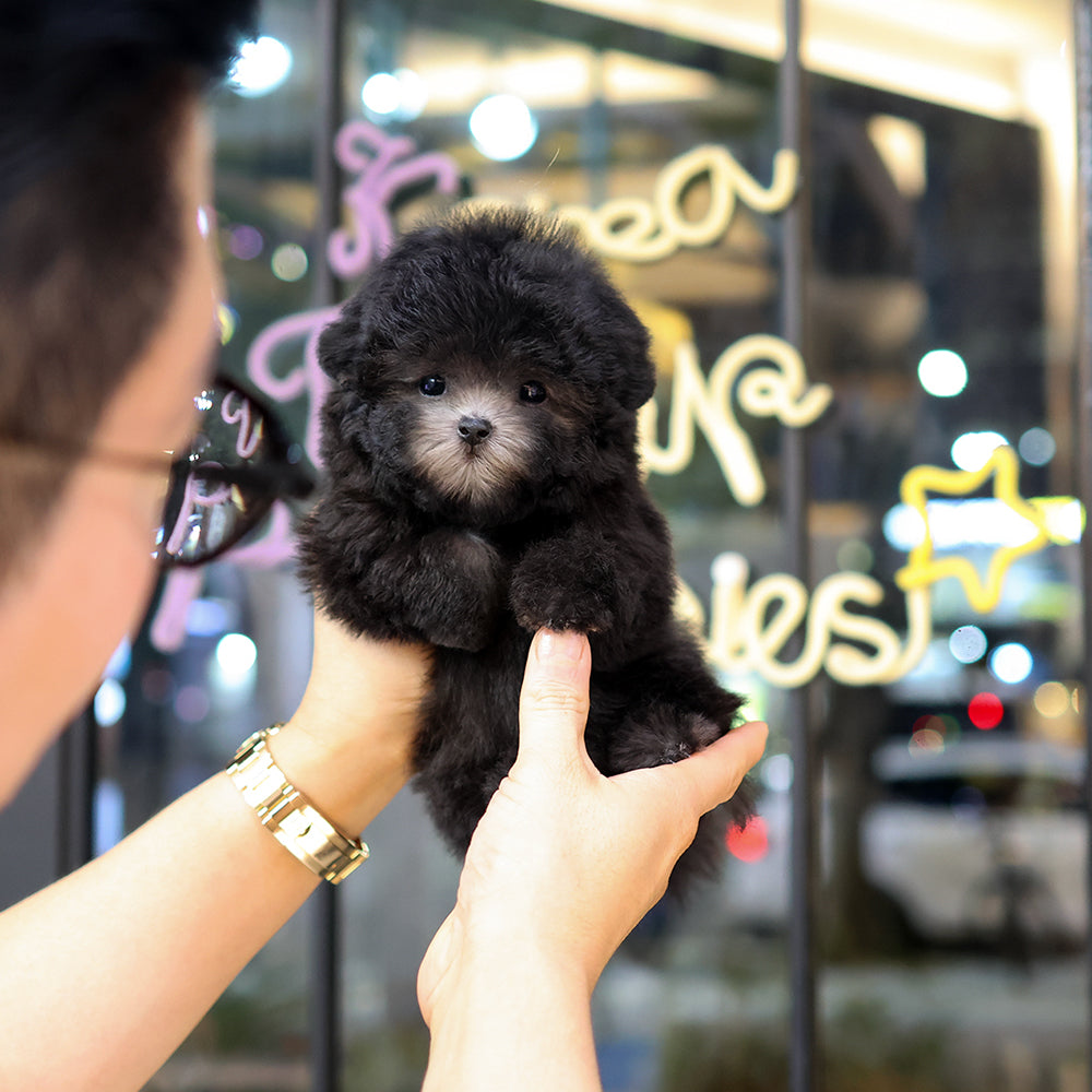 Poodle - Sirong (Female)  $4400