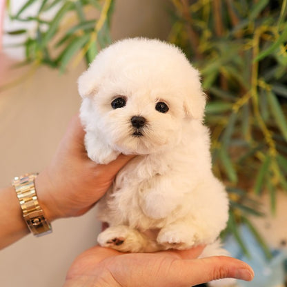 Bichon Frise - Ipeu (Male)