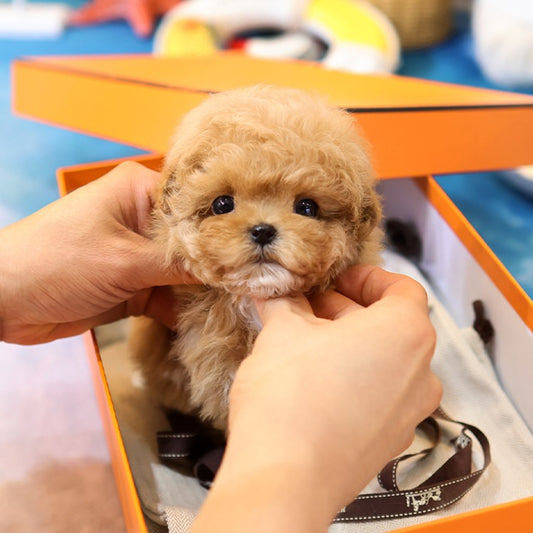 Maltipoo - Gwaja (Female)