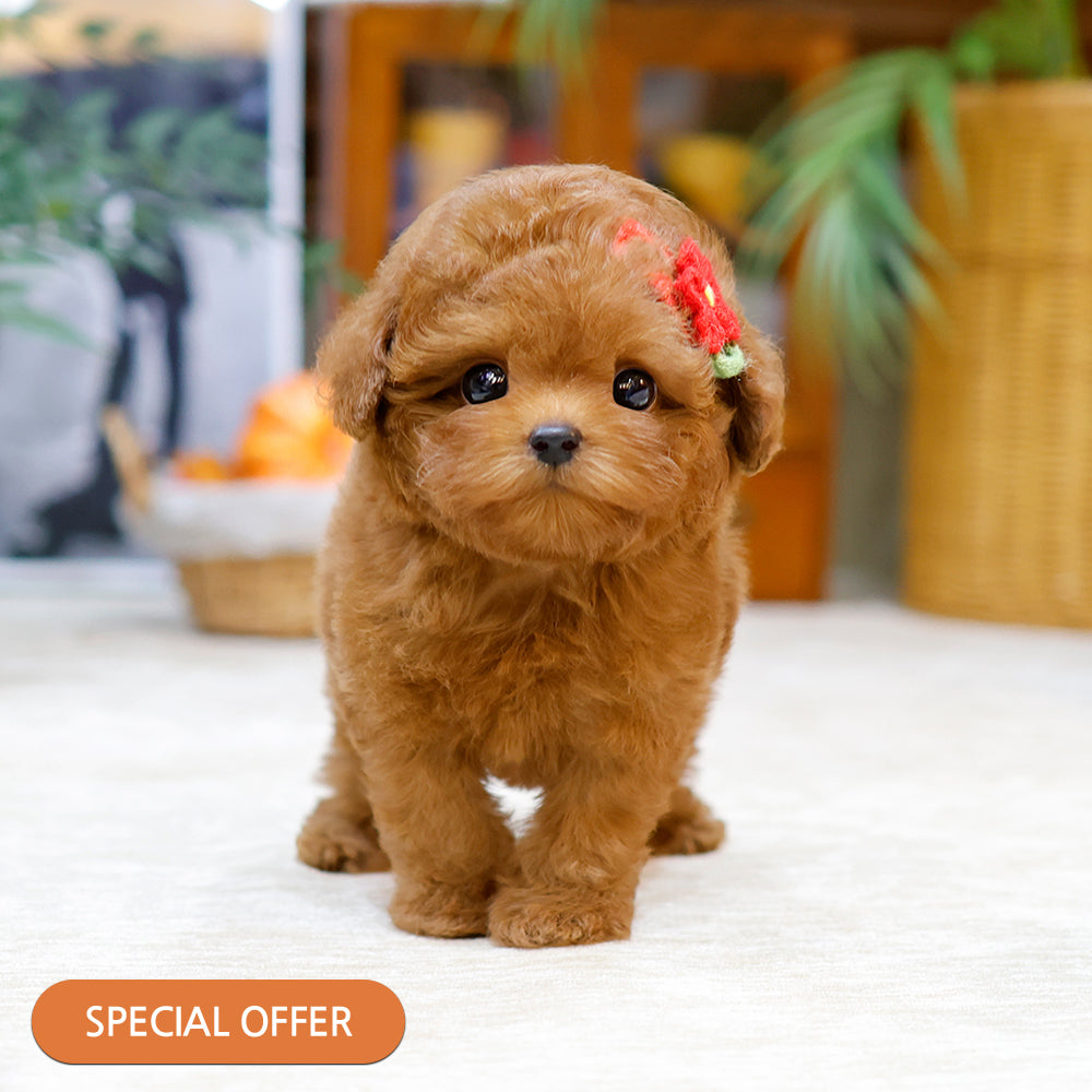 Poodle - Kolla (Male) $2500