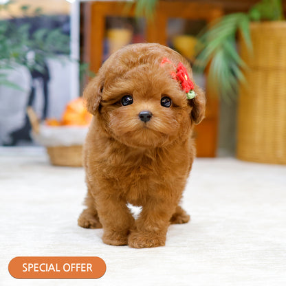 Poodle - Kolla (Male) $2500