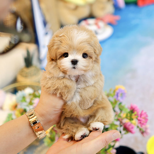 Maltipoo - Roje (Male) $3200