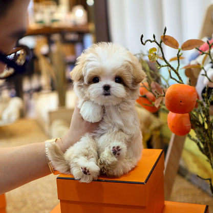 Maltipoo - Kolla (Female) $4300