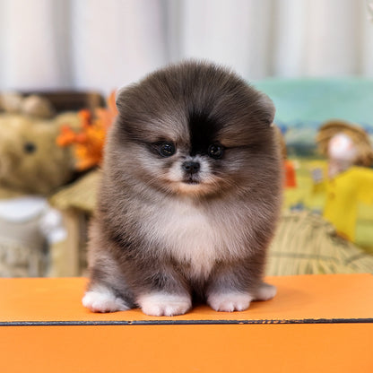 Pomeranian - Risa (Female) $3000