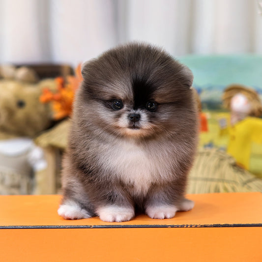 Pomeranian - Risa (Female) $3000