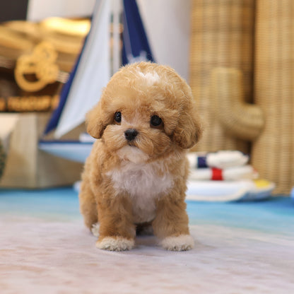 Poodle - Ajji (Female) $4200